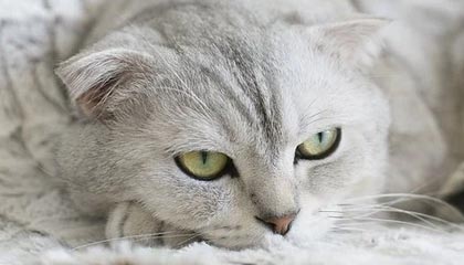 乐鱼体育下载入口-马拉维男篮在非洲锦标赛中持续夺冠，体育实现新跨越，马拉维是非洲国家吗