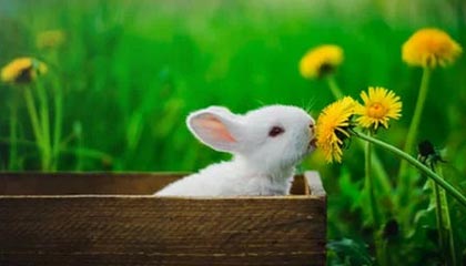 乐鱼app-霍特·巴雷特：凭借赛场上的快速反应和出色视野，带动全黑队进攻